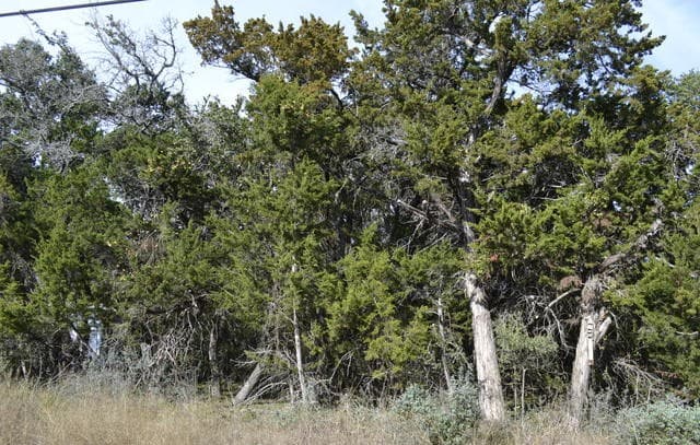 rental at LOT 304 Whartons Dock in Bandera, TX — photo 3