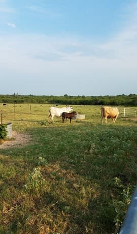 rental at 13857 Us Highway 87 S in Adkins, TX — photo 3