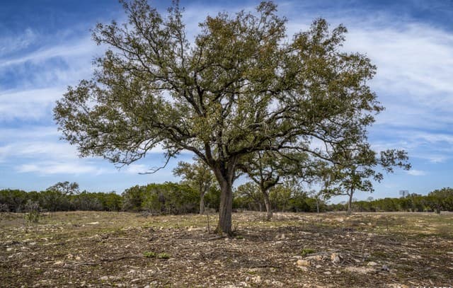 rental at LOT 40 Sotol Ln in Boerne, TX — photo 3
