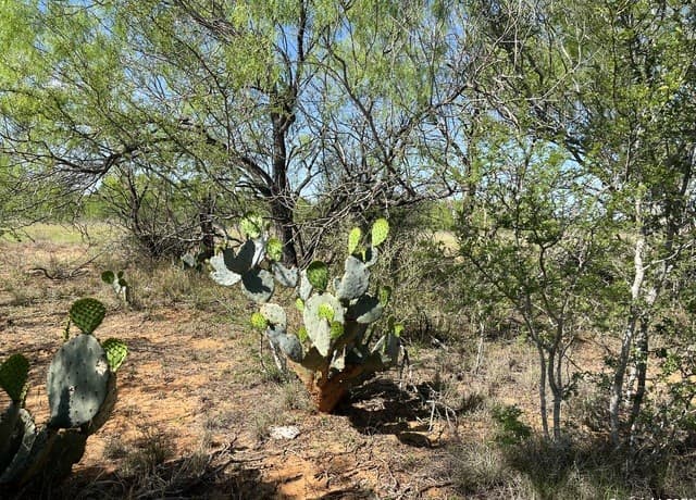 rental at 0 Carroll Road in Dilley, TX — photo 5