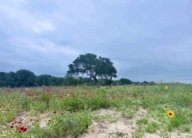 rental at 718 Sunrise Ln in La Vernia, TX — photo 1