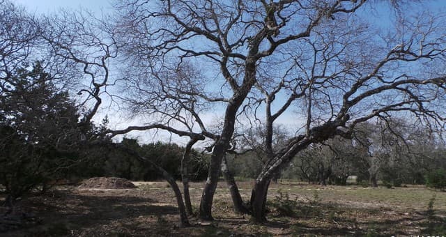rental at 325 Vista View Dr in Boerne, TX — photo 3