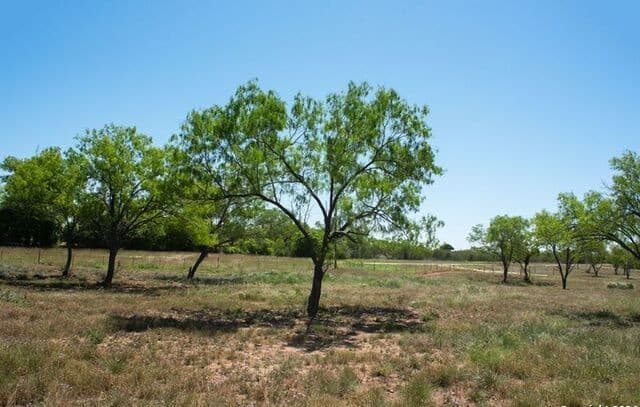 rental at TRACT 6 Fm 1332 in Jourdanton, TX — photo 1