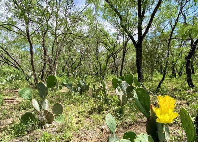 rental at TBD Dairy Road in Pleasanton, TX — photo 2