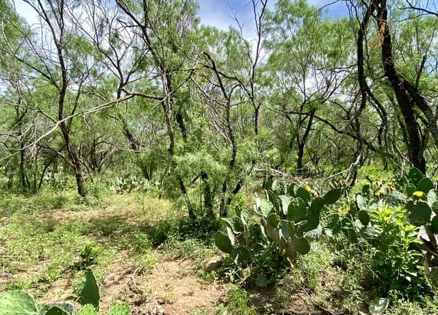 rental at TBD Dairy Road in Pleasanton, TX — photo 5