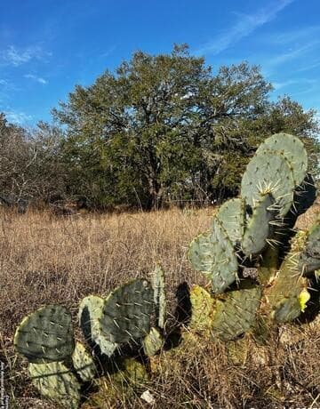 rental at LOT 28 Mariposa Dr in Poteet, TX — photo 1