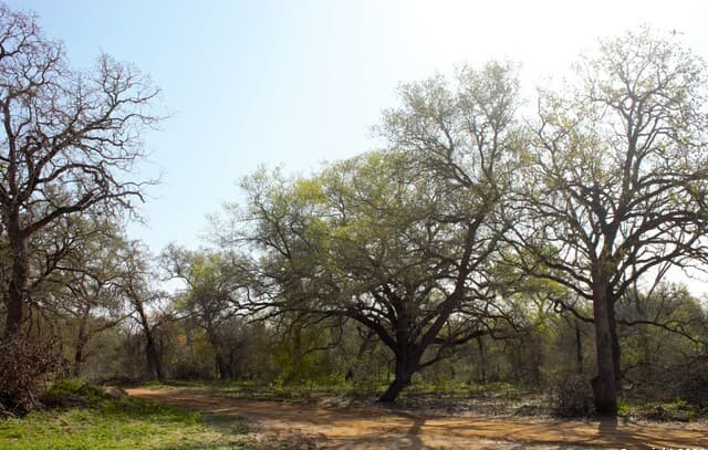 rental at 607 PR Sunset Vista Dr Lot 82 in Somerset, TX — photo 5