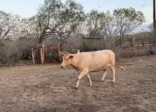 rental at TBD Fm 1681-Tract 3 in Stockdale, TX — photo 3