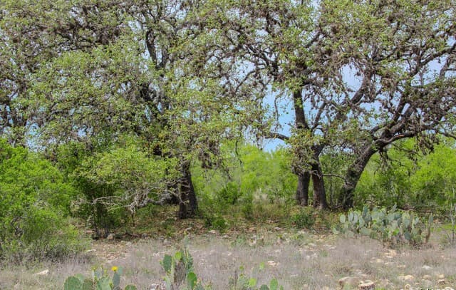 rental at 0000 County Road 341 in Hondo, TX — photo 4