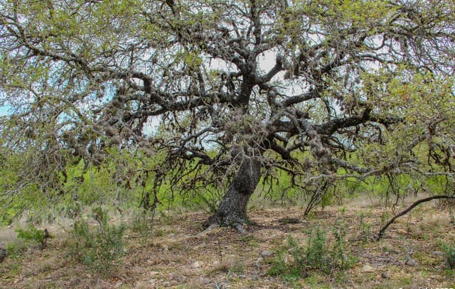 rental at 0000 County Road 341 in Hondo, TX — photo 5