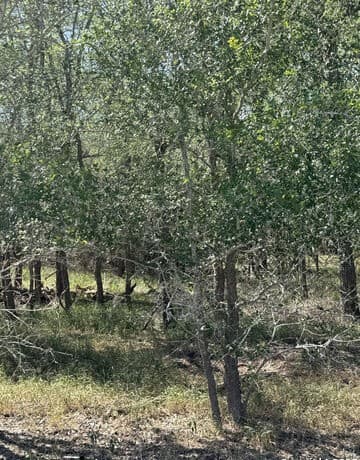 rental at 421 Kerr Ave in Sutherland Springs, TX — photo 4