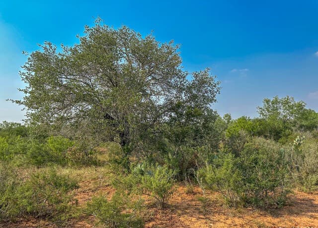 rental at 000 County Road 429 in Pleasanton, TX — photo 3