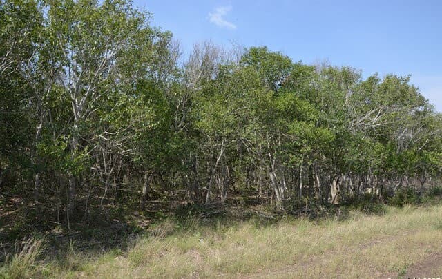 rental at 025 Wesp Way in San Antonio, TX — photo 2