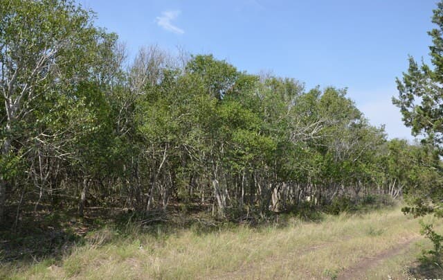 rental at 025 Wesp Way in San Antonio, TX — photo 3