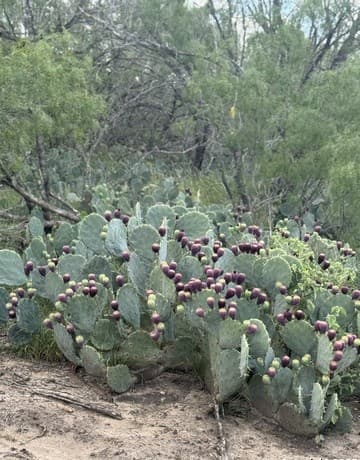 rental at LOT 53A Massad in Pleasanton, TX — photo 3