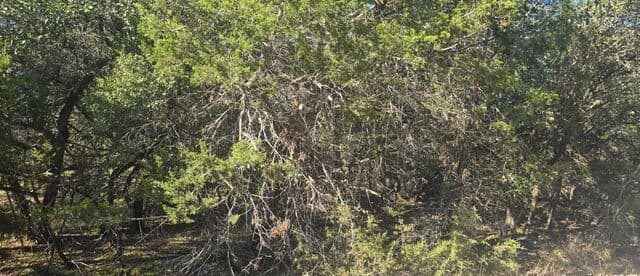 rental at 110 Enigma Avenue in Spring Branch, TX — photo 2