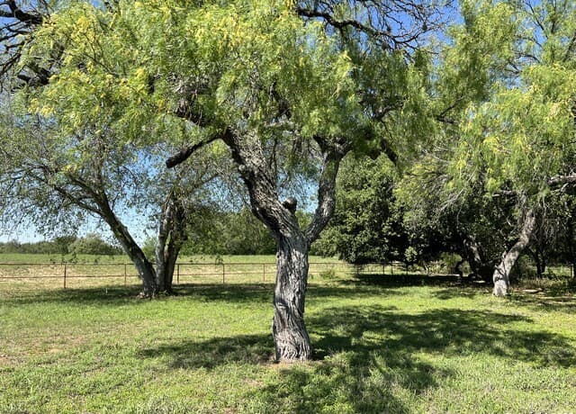 rental at 3894 S State Highway 173 in Devine, TX — photo 5