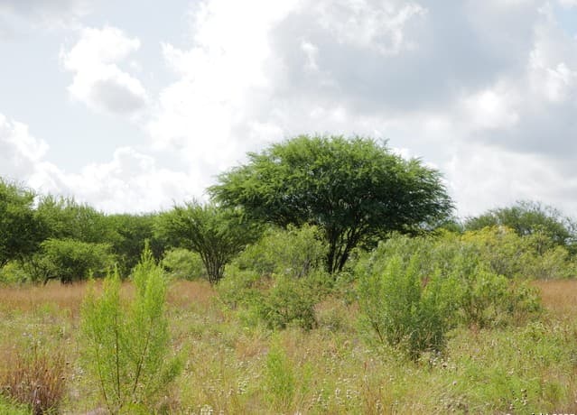 rental at TRACT 3 County Rd 207 in Hobson, TX — photo 3