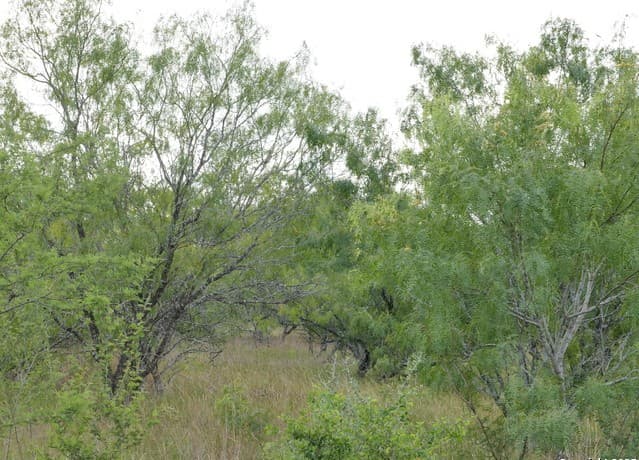 rental at TRACT 4 County Rd 208 in Hobson, TX — photo 4