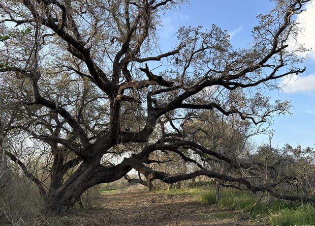 rental at 126 S Tejeda Ln in Floresville, TX — photo 5