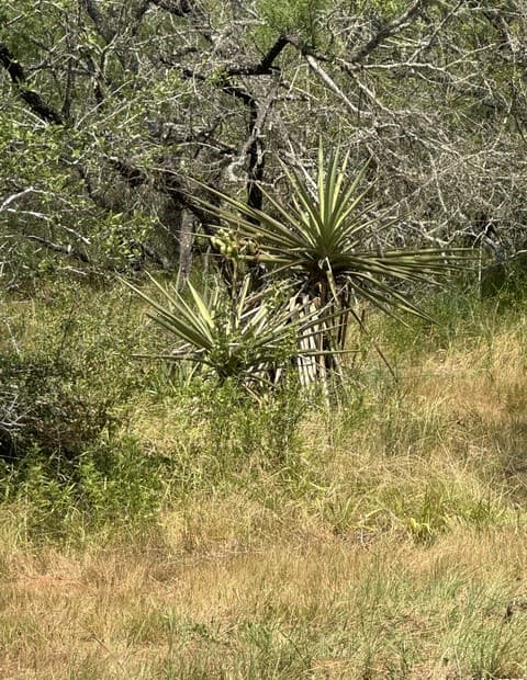 rental at 5986 Fm 1107 Unit B in Stockdale, TX — photo 1