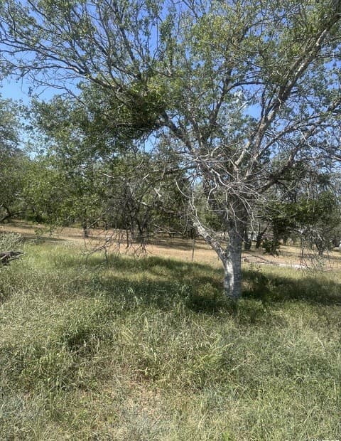 rental at 6032 (LOT 9) Cr 405 in Floresville, TX — photo 5