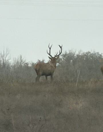 rental at 1 Utopia Forest in Dhanis, TX — photo 1