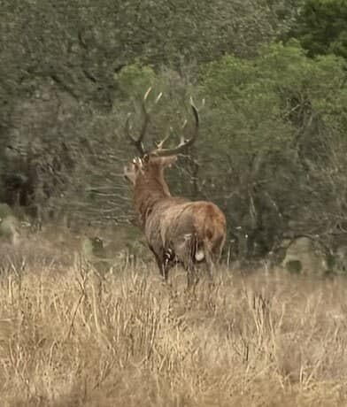 rental at 1 Utopia Forest in Dhanis, TX — photo 2