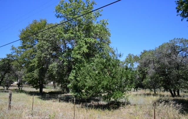 rental at TBD LOT 140 E Cr 6868 in Natalia, TX — photo 5