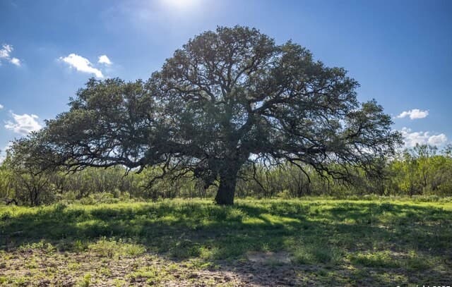 rental at 444 County Road 748 in Yancey, TX — photo 1