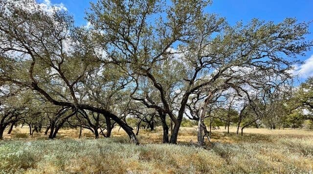 rental at 265 Firewheel Loop in Floresville, TX — photo 1