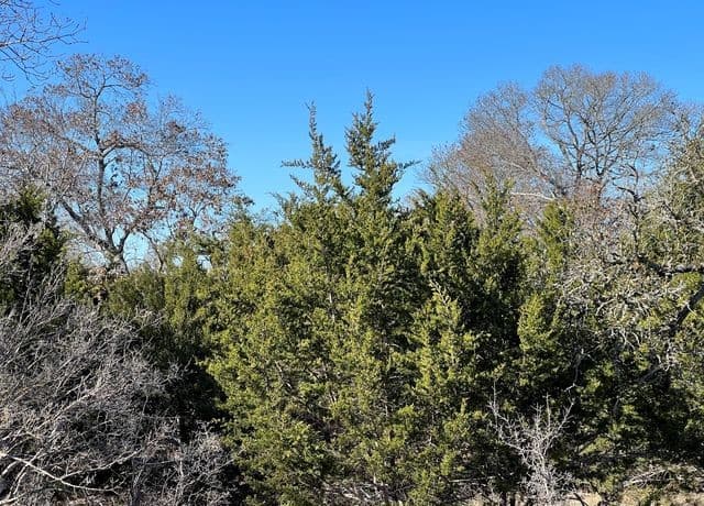 rental at TBD Waring Welfare Rd in Waring, TX — photo 4