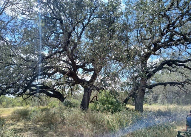 rental at 4415 State Highway 173 in Bigfoot, TX — photo 3