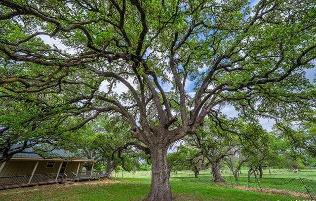 rental at 1114 Meadowlark Driv in Fredericksburg, TX — photo 5