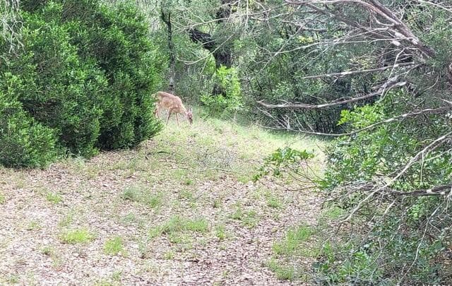 rental at LOT 270 Forest Clfs in San Antonio, TX — photo 3
