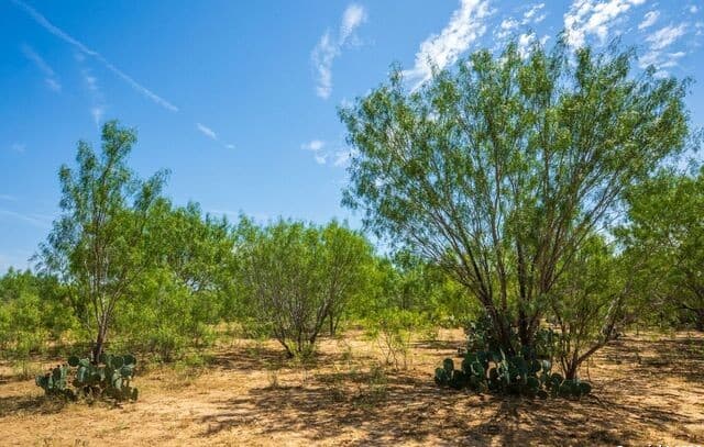 rental at FM2200 2200 in Yancey, TX — photo 5