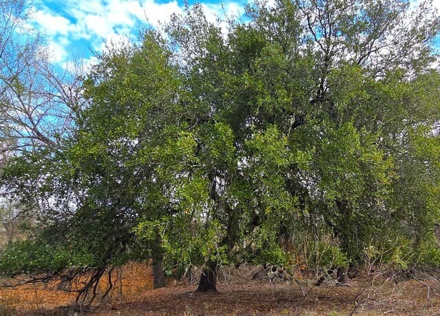 rental at TBD Fm 471 in Natalia, TX — photo 2