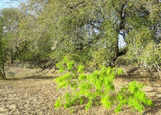 rental at TBD Fm 471 in Natalia, TX — photo 4