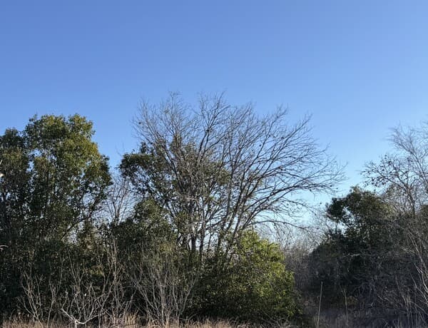 rental at 206 Dulce in San Antonio, TX — photo 1