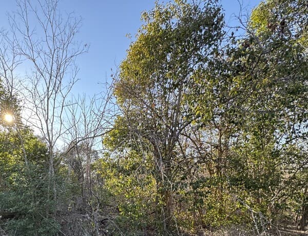 rental at 206 Dulce in San Antonio, TX — photo 2