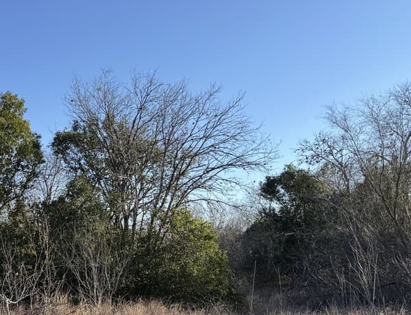 rental at 206 Dulce in San Antonio, TX — photo 4