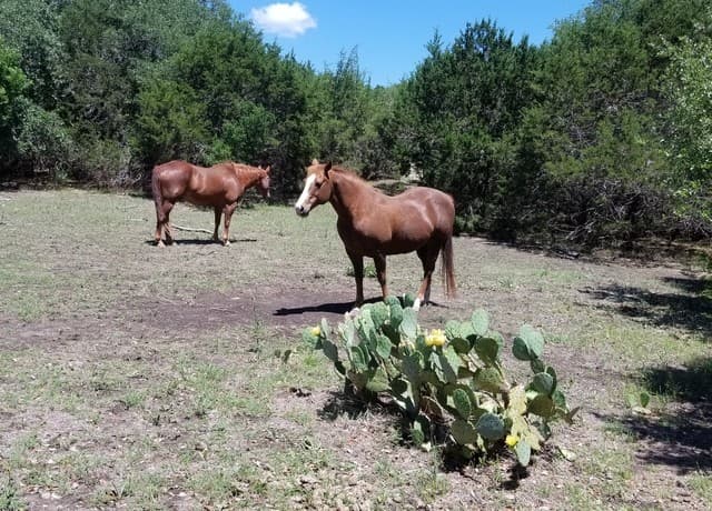 rental at 1035 (LOT 1777) Mystic Breeze in Spring Branch, TX — photo 2