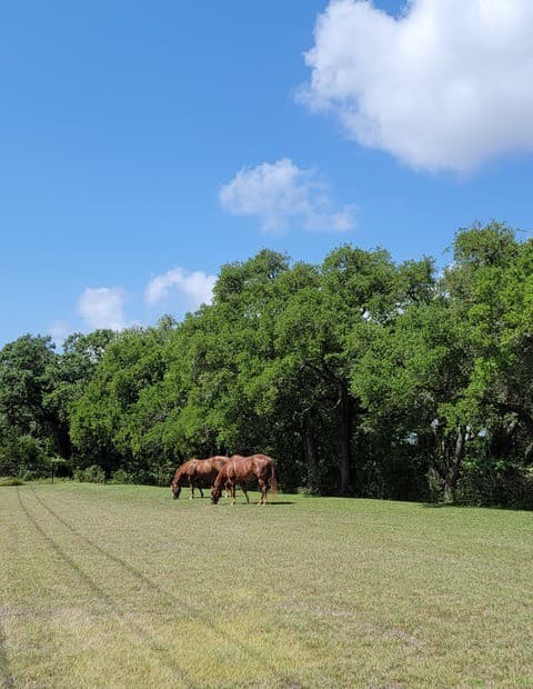 rental at 1035 (LOT 1777) Mystic Breeze in Spring Branch, TX — photo 4