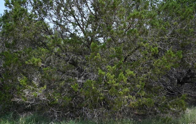rental at 135 Agarita in Spring Branch, TX — photo 5