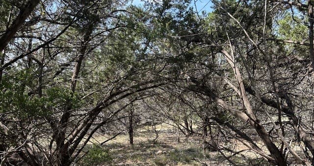 rental at 121 Agarita in Spring Branch, TX — photo 3