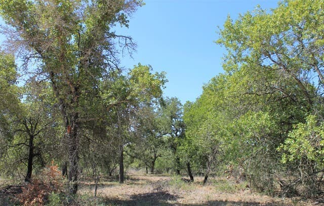 rental at 1163 W Fm 476 in Somerset, TX — photo 4