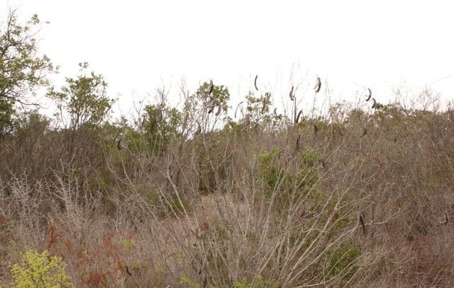 rental at TBD County Road 573 in Castroville, TX — photo 1