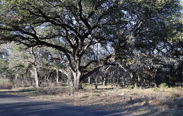 rental at TBD County Road 241 in Hondo, TX — photo 4