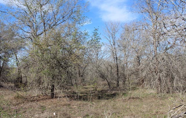 rental at 24222 Mathis in Elmendorf, TX — photo 2