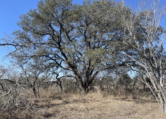 rental at TRACT#8 12.31A County Road 777 in Devine, TX — photo 1